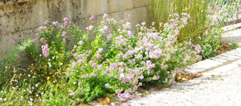 Palette végétale adaptée à la sécheresse © CAUE 79